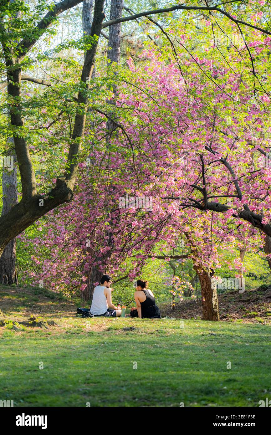 Vista di una coppia seduta sull'erba sotto i ciliegi in fiore rosa a Central Park, New York, New York, Stati Uniti. Foto Stock