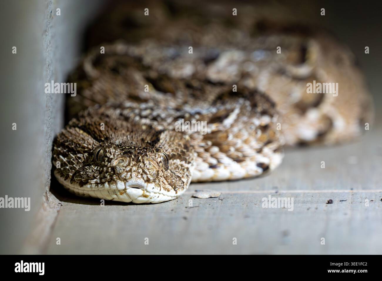 Veduta di un serpente con addominale avvolto su un pavimento in pietra accanto a un muro con la testa in forte risalto in Sud Africa. Foto Stock