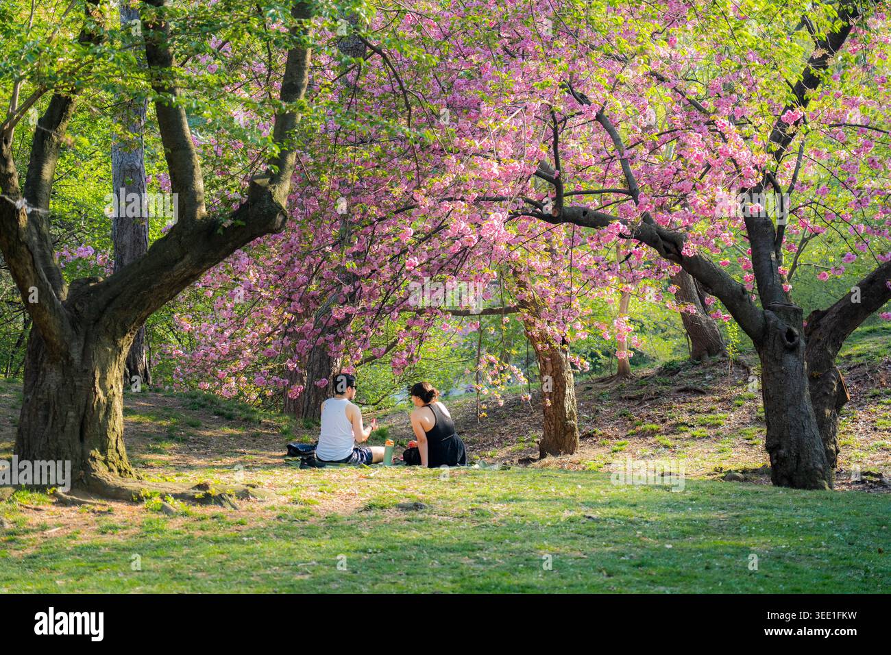 Vista di una coppia seduta sull'erba sotto gli alberi di ciliegio rosa in fiore a Central Park a New York, New York, Stati Uniti. Foto Stock