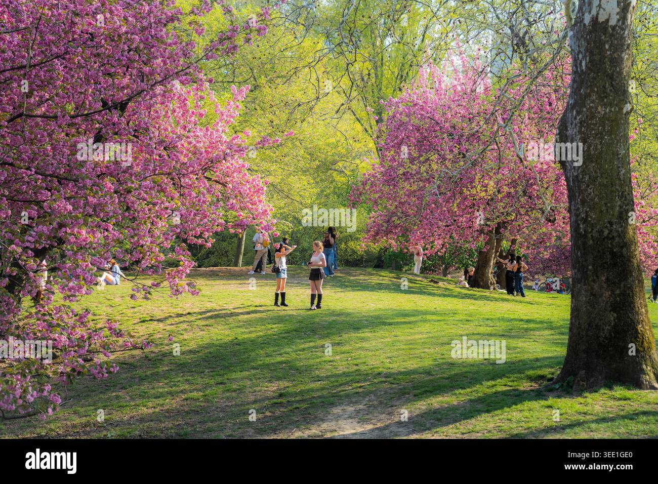 Vista di Central Park con fiori di ciliegio rosa in fiore e persone che si rilassano sul prato verde sotto la luce del sole primaverile a New York, New York, Unit Foto Stock