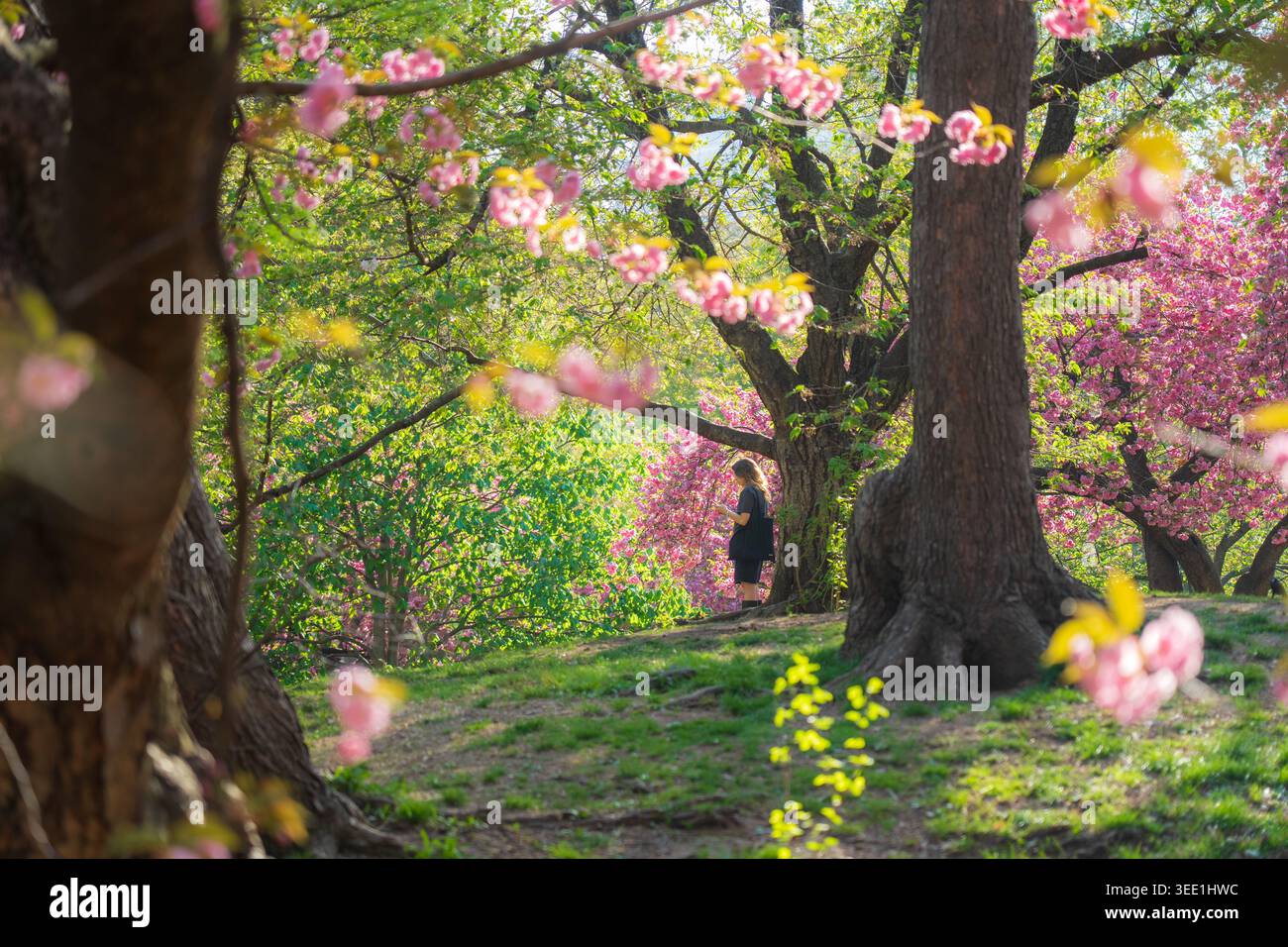 Vista della fioritura dei ciliegi e dei lussureggianti alberi verdi con una persona in piedi su una collina erbosa a Central Park, New York, New York, Stati Uniti. Foto Stock