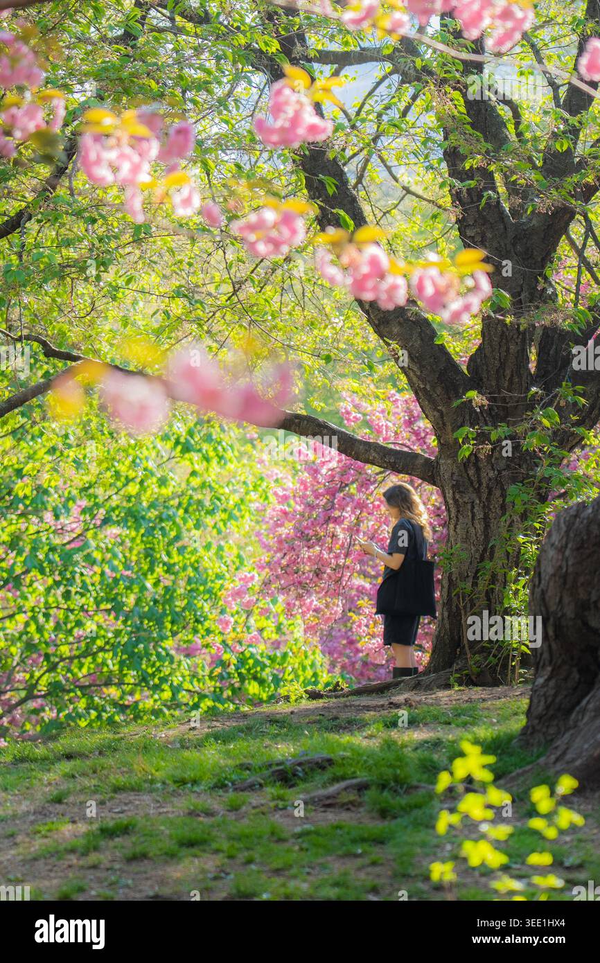 Vista di Central Park con una donna in piedi sotto alberi di ciliegio in fiore e lussureggiante vegetazione a New York, New York, Stati Uniti. Foto Stock