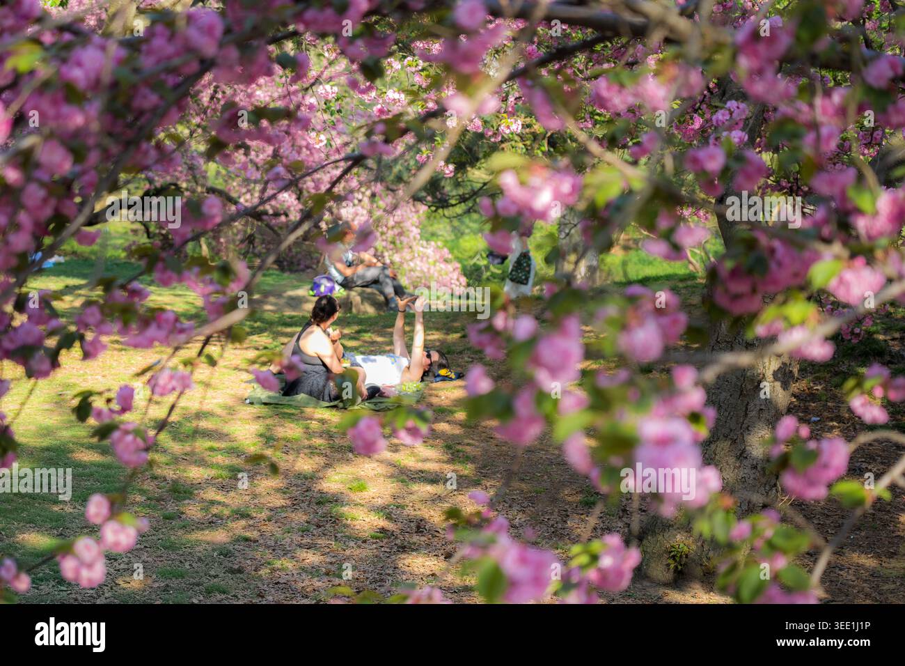 Vista delle persone che si rilassano sull'erba sotto i vibranti alberi di ciliegio rosa in fiore a Central Park, New York, New York, Stati Uniti. Foto Stock
