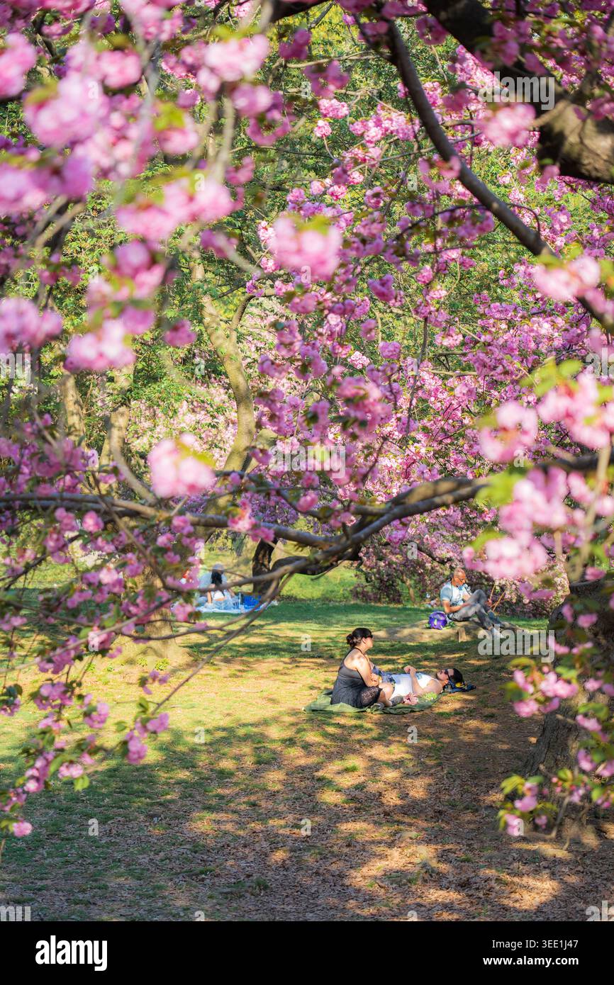 Vista di Central Park con persone che si rilassano sull'erba sotto gli alberi di ciliegio rosa in fiore in una giornata di primavera soleggiata a New York, New York, United St Foto Stock