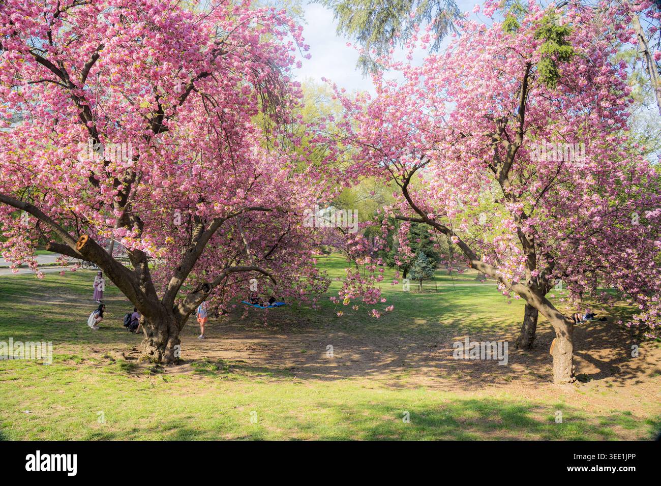 Vista degli alberi di ciliegio in piena fioritura con persone che si rilassano sul prato verde di Central Park New York, New York, Stati Uniti. Foto Stock