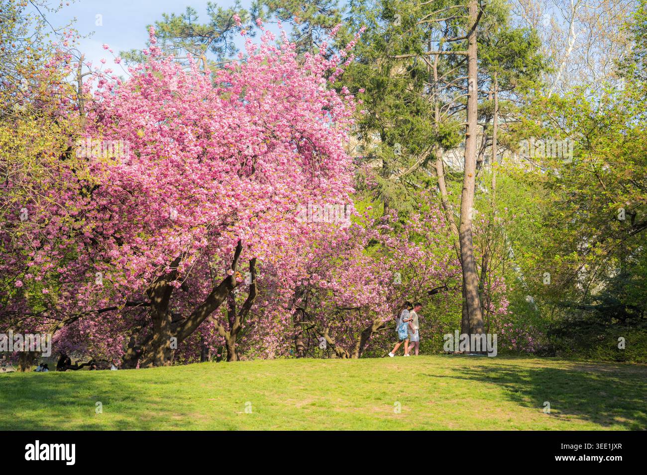 Vista dei fiori di ciliegio in piena fioritura con persone che camminano su un prato erboso a Central Park, New York, New York, Stati Uniti. Foto Stock