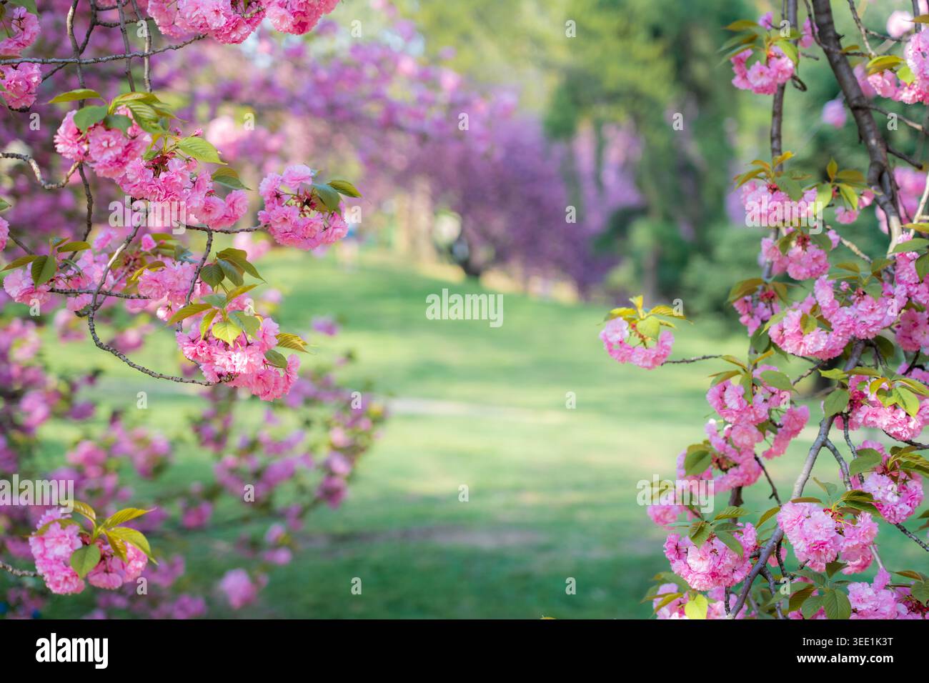 Vista della fioritura dei ciliegi rosa sui rami che incorniciano un lussureggiante prato verde a Central Park durante la primavera New York, New York, Stati Uniti. Foto Stock