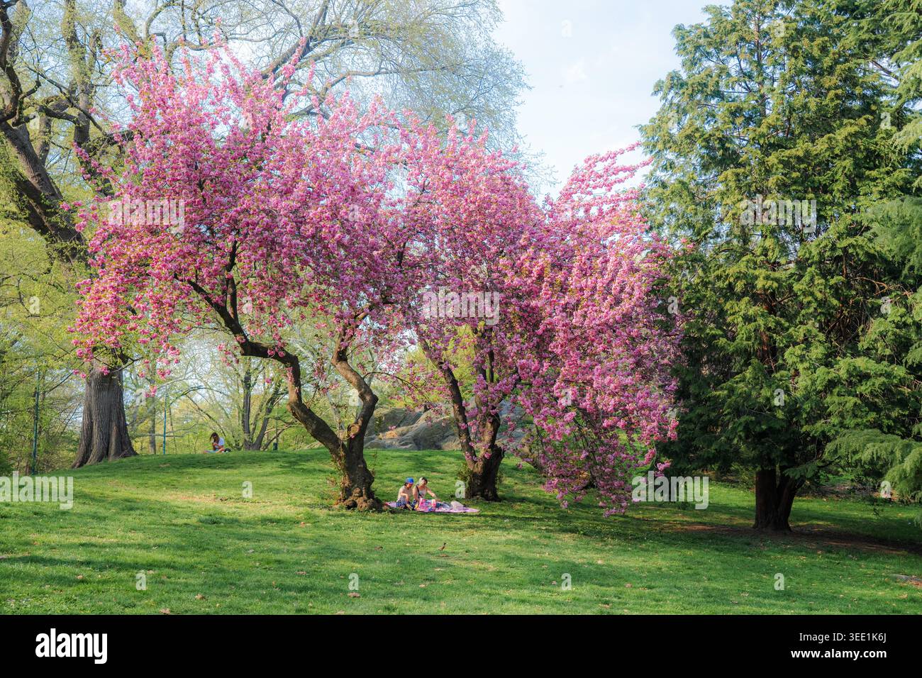 Vista degli alberi di ciliegio in fiore con persone che si rilassano sull'erba di Central Park, New York, New York, Stati Uniti. Foto Stock