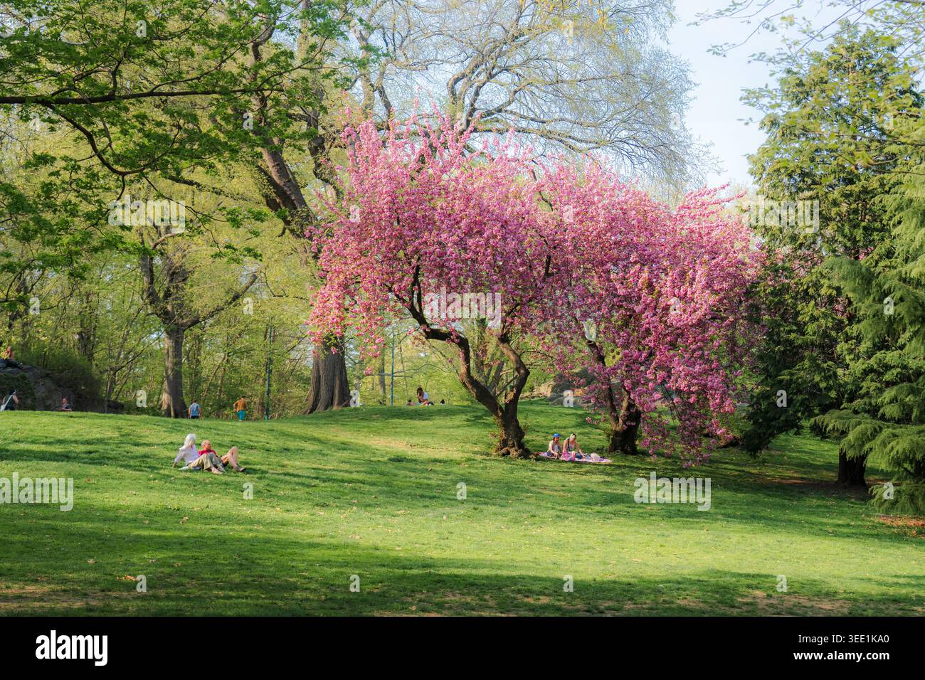 Vista degli alberi di ciliegio in piena fioritura con persone che si rilassano sul prato verde di Central Park New York, New York, Stati Uniti. Foto Stock
