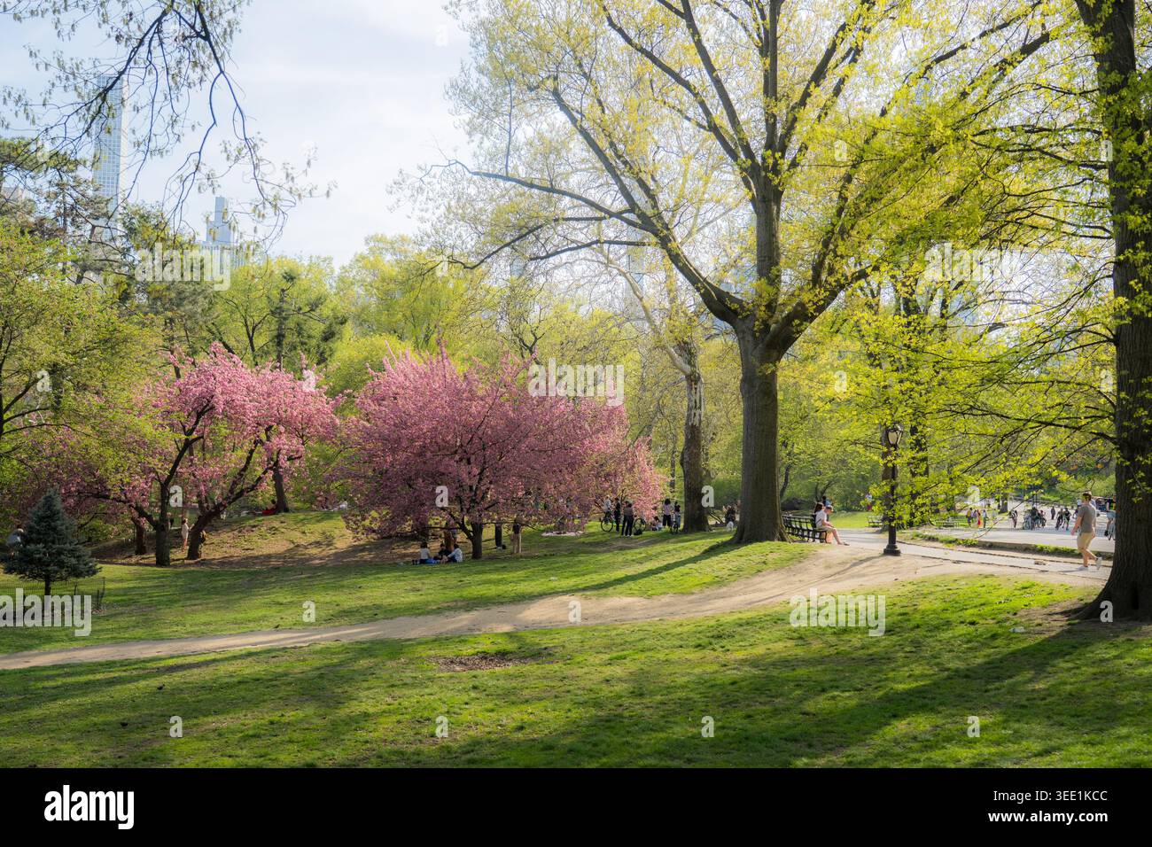 Vista di Central Park con alberi di ciliegio rosa in fiore e lussureggiante vegetazione con persone che si rilassano sull'erba di New York, New York, Stati Uniti Foto Stock