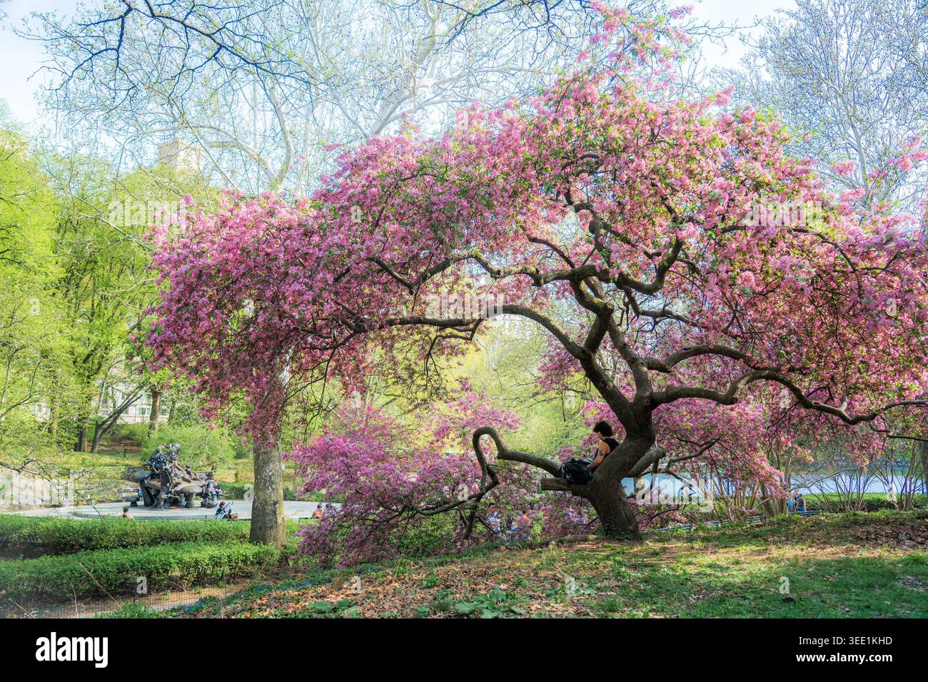 Vista di una persona seduta su un ramo di un albero fiorito di ciliegio con fiori rosa a Central Park New York, New York, Stati Uniti. Foto Stock