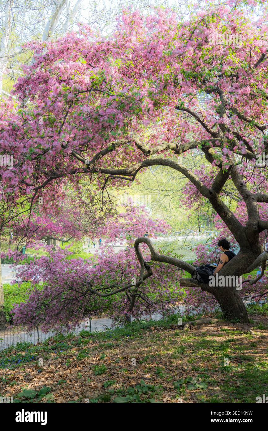 Vista di una persona seduta su un ramo fiorito di ciliegi a Central Park, con vivaci fiori rosa e lussureggianti foglie verdi New York, New York, Foto Stock