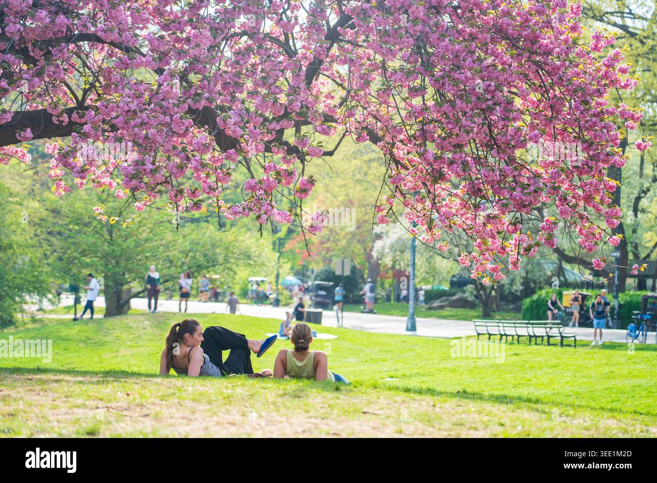 Vista di Central Park con persone che si rilassano sull'erba sotto i ciliegi in fiore a New York, New York, Stati Uniti. Foto Stock