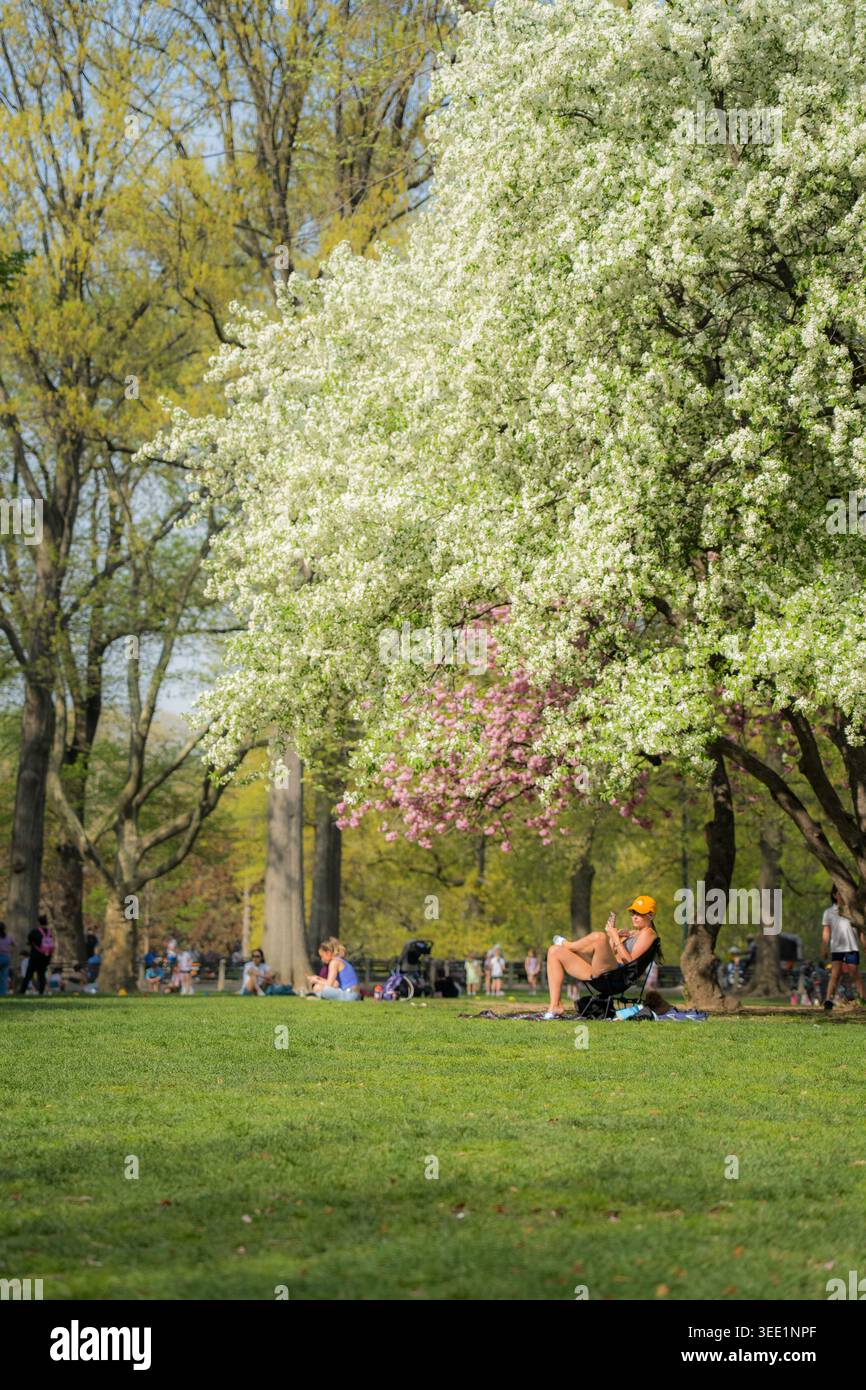 Vista delle persone che si rilassano sul verde prato di Central Park sotto alberi di ciliegio fioriti con fiori bianchi e rosa in una soleggiata giornata primaverile a New Foto Stock