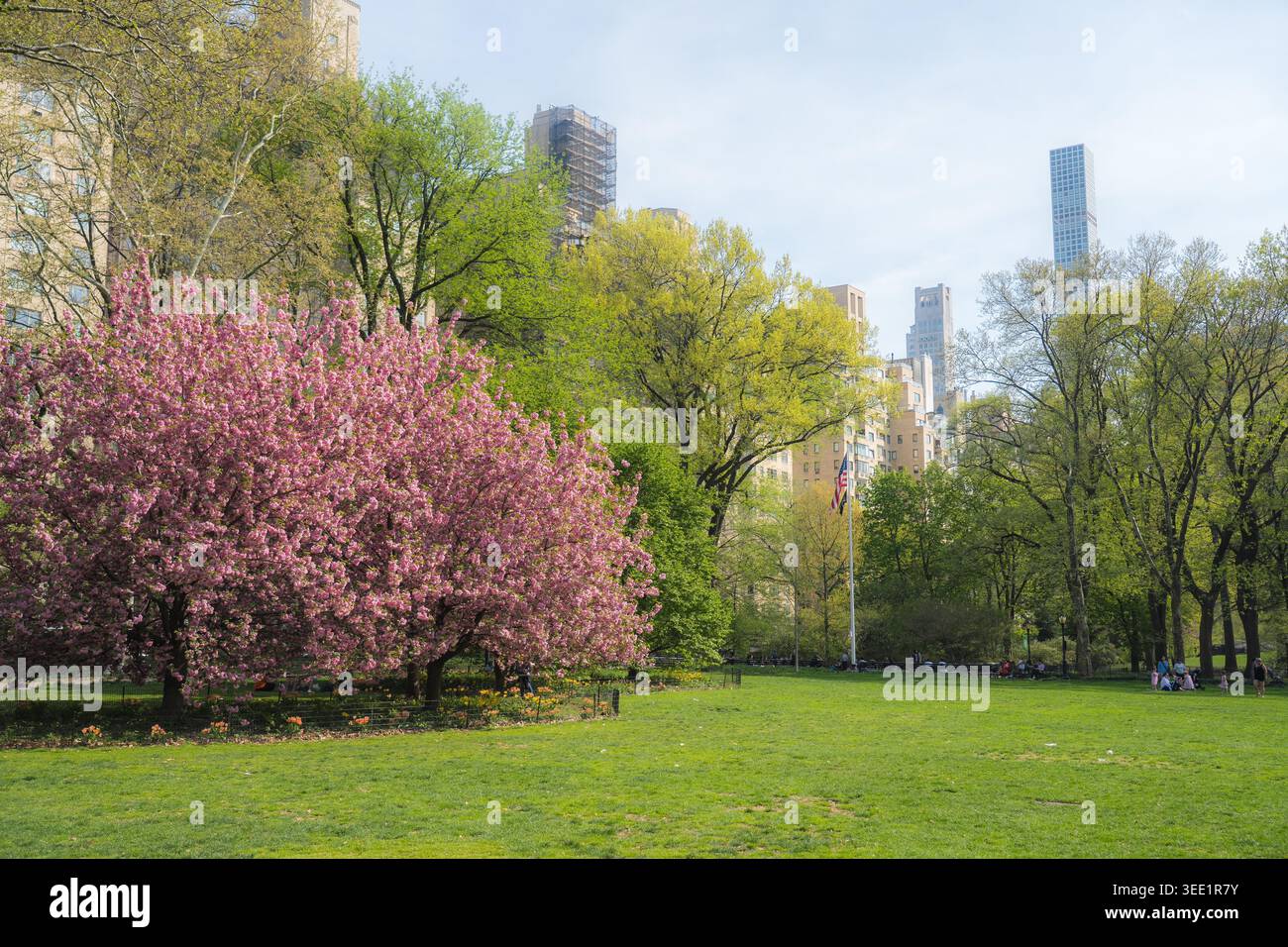 Vista di alberi di ciliegio rosa in fiore e di un lussureggiante prato verde a Central Park con grattacieli della città sullo sfondo New York, New York, United St Foto Stock