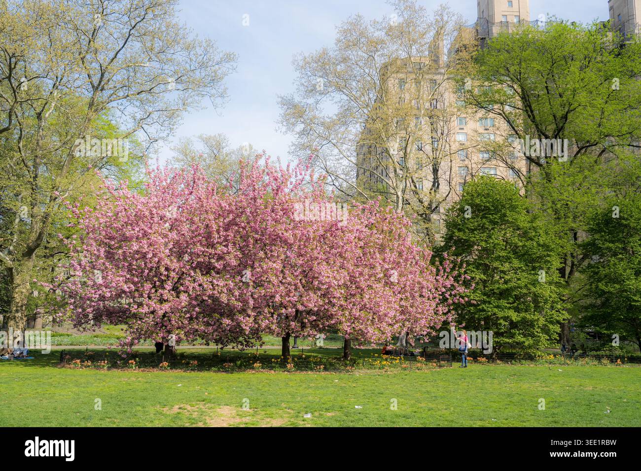 Vista degli alberi di ciliegio rosa in fiore a Central Park con un lussureggiante prato verde e gli edifici storici della città sotto un cielo limpido New York, New York, ONU Foto Stock