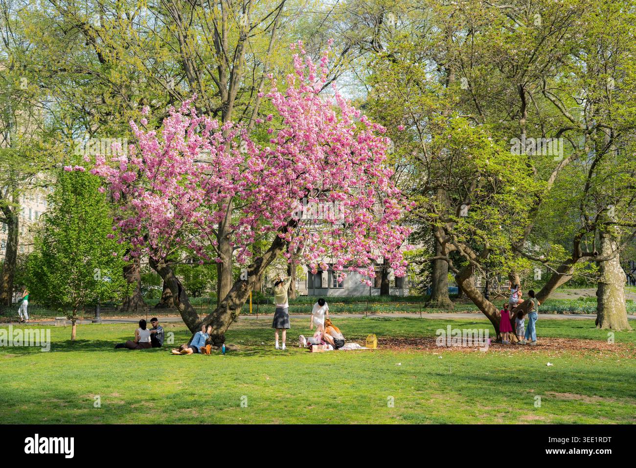 Vista delle persone che si rilassano su un prato verde sotto un albero in fiore di ciliegio rosa a Central Park in una giornata di primavera soleggiata a New York, New York, United Foto Stock