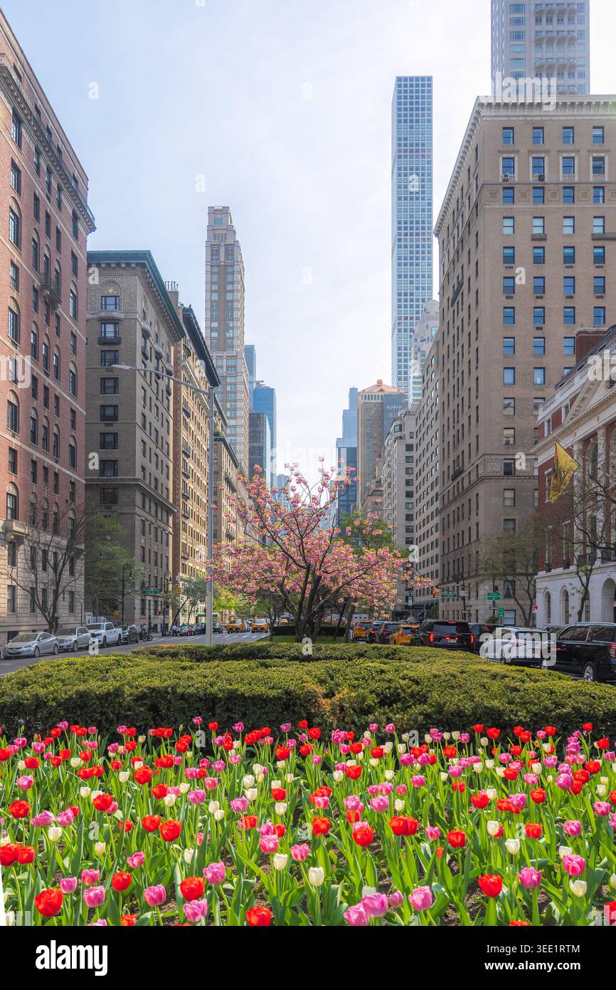 Vista dei tulipani colorati e dei ciliegi in fiore lungo Park Avenue con iconici grattacieli sotto un cielo limpido a New York, New York, Stati Uniti. Foto Stock