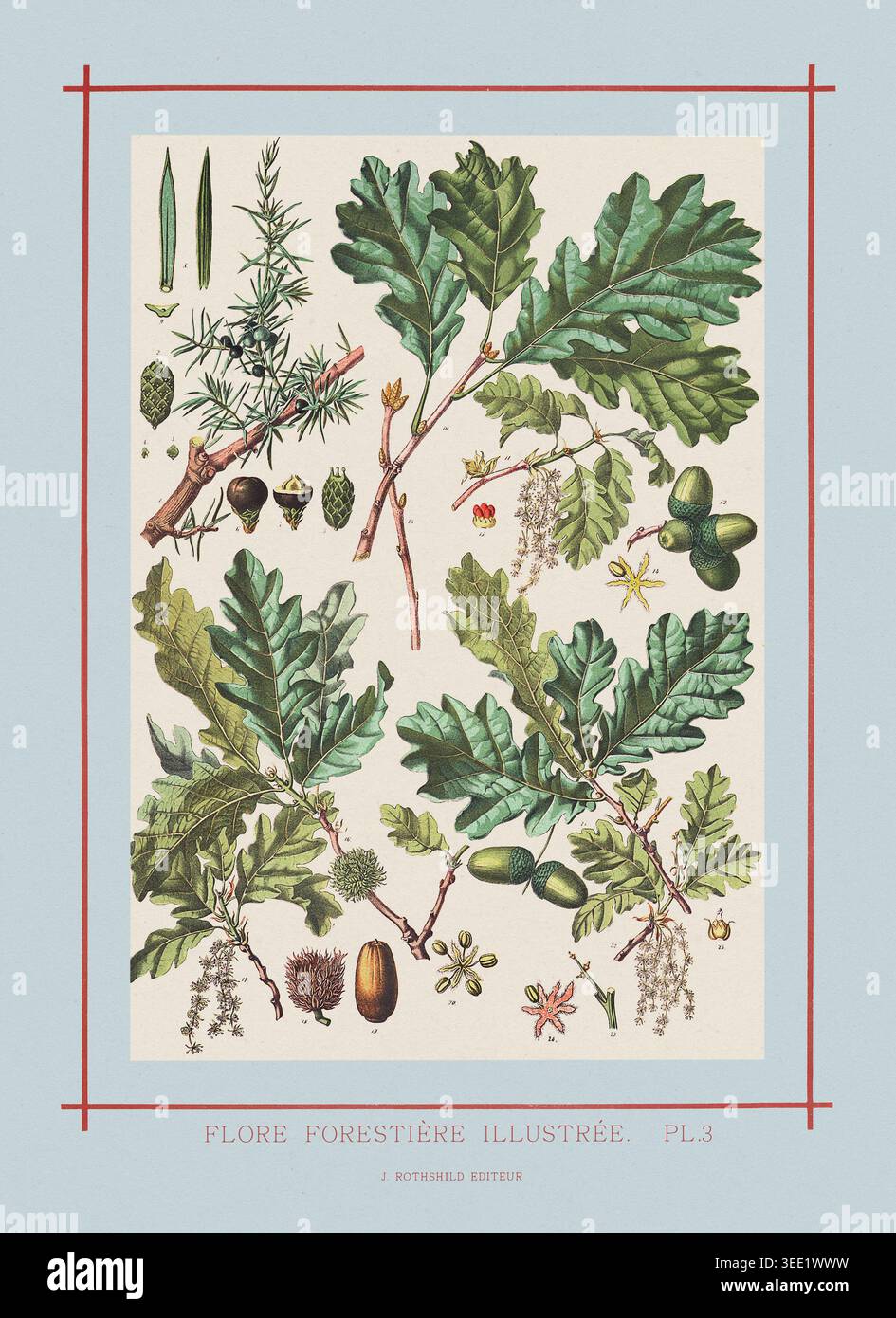 Antica illustrazione di alberi di ginepro e querce da un libro di flora botanica francese. Intorno al 1872. Foto Stock