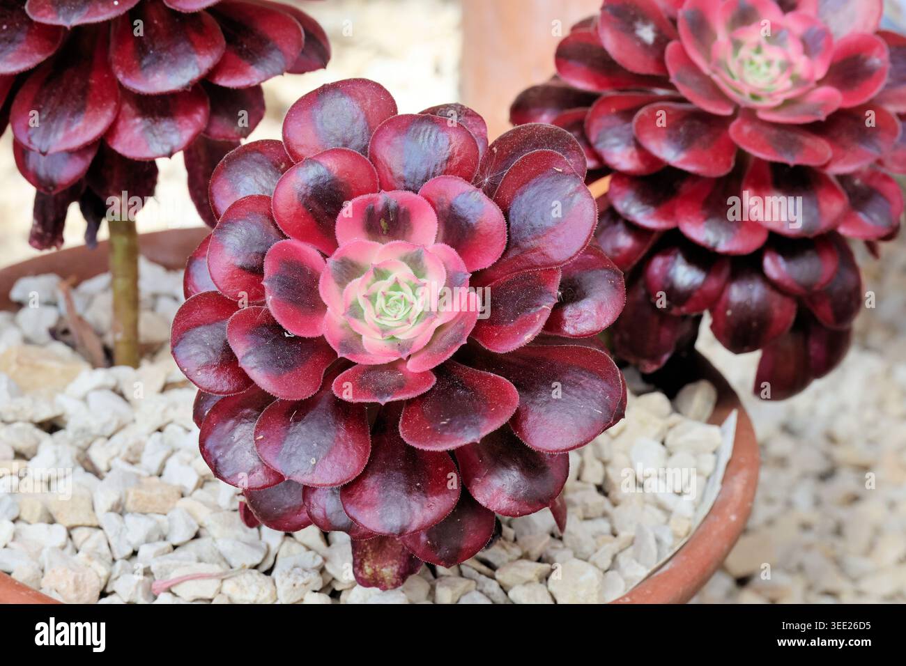 Eonio "Medusa". Anelli a forma di cucchiaio, appuntiti, concentrati di succulente foglie di alberi senza vegetazione con un suggestivo fogliame viola con bordi rossi. Foto Stock