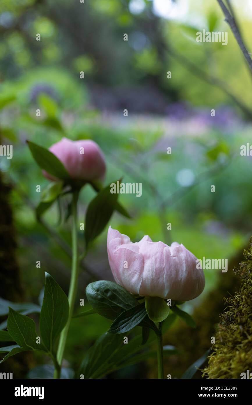 Fiori di peonia rosa in un giardino. Foto Stock