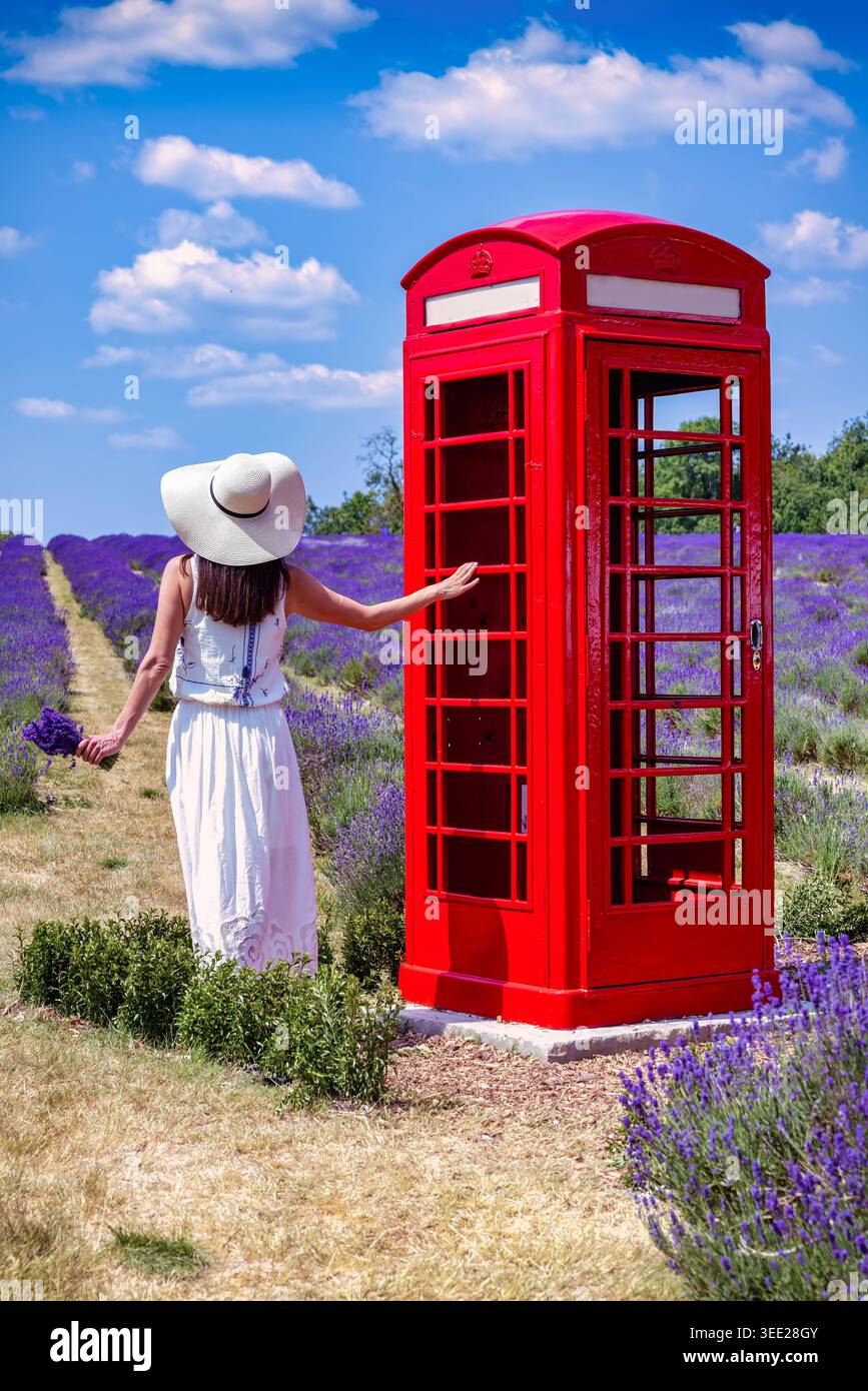 Una bella donna con un abito estivo bianco si trova in un campo di lavanda in piena fioritura accanto a una classica cabina telefonica britannica Foto Stock