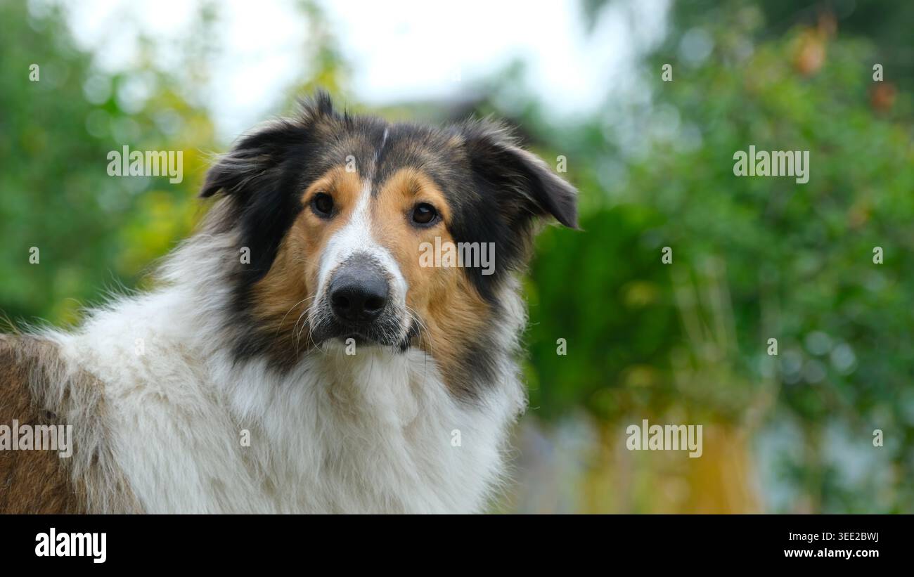 Ritratto di un cane tricolore dai capelli lunghi all'aperto Foto Stock