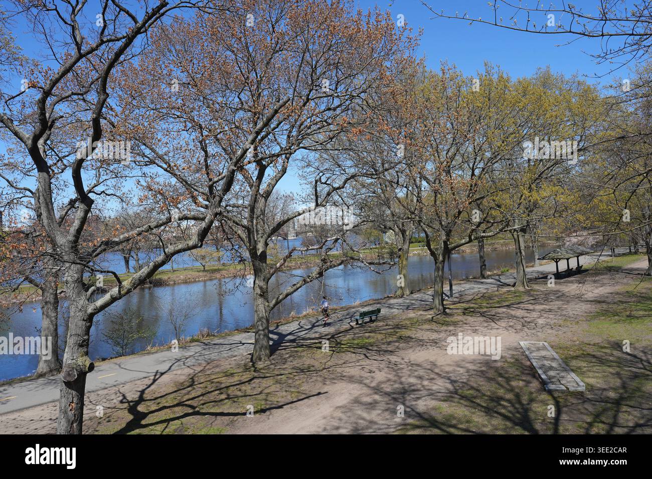 Boston, percorso ricreativo lungo la Charles River Esplanade con alberi in primavera Foto Stock