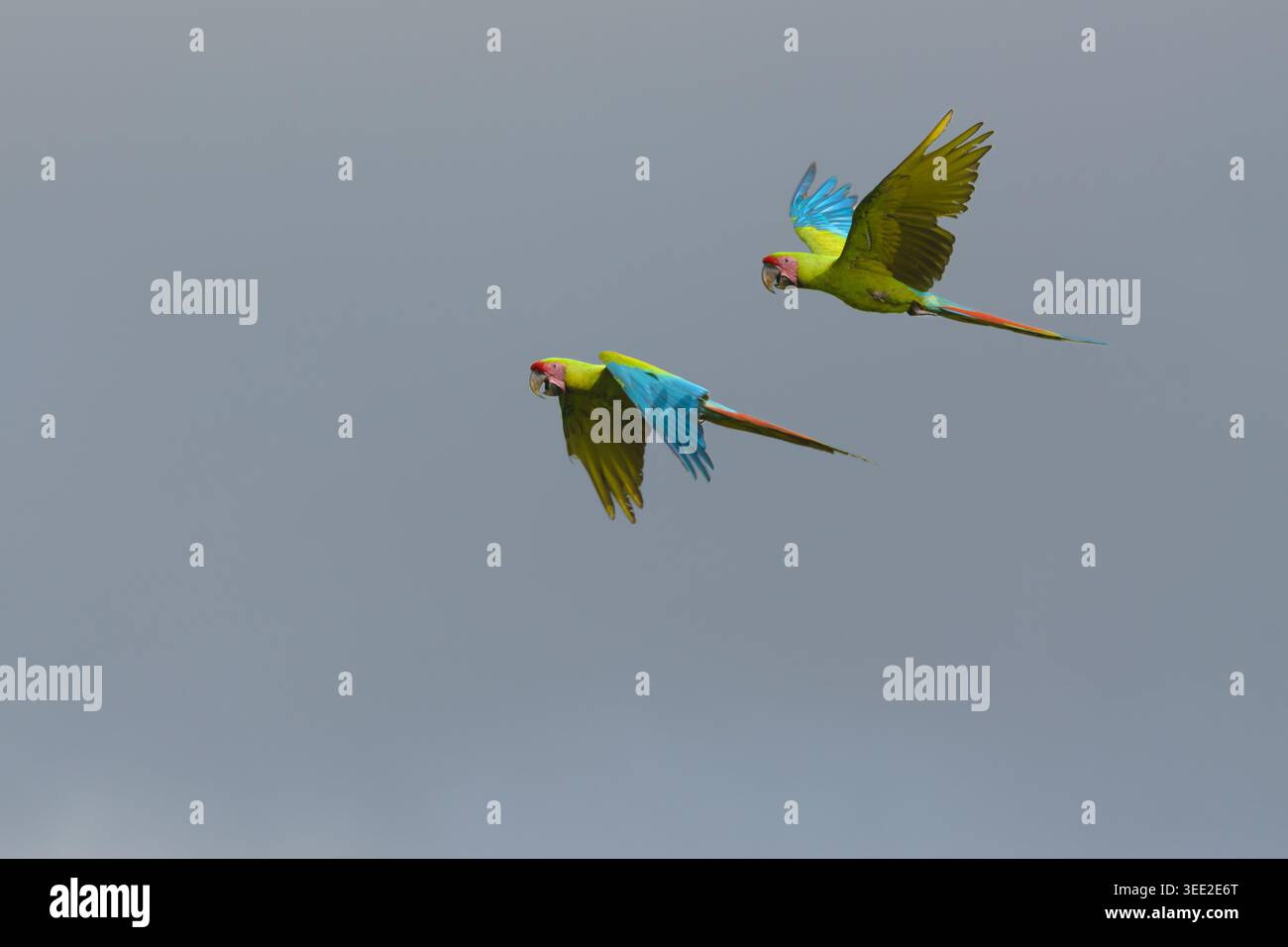 Ritratto di un paio di grandi Macaws verdi che volano su uno sfondo grigio pulito Foto Stock