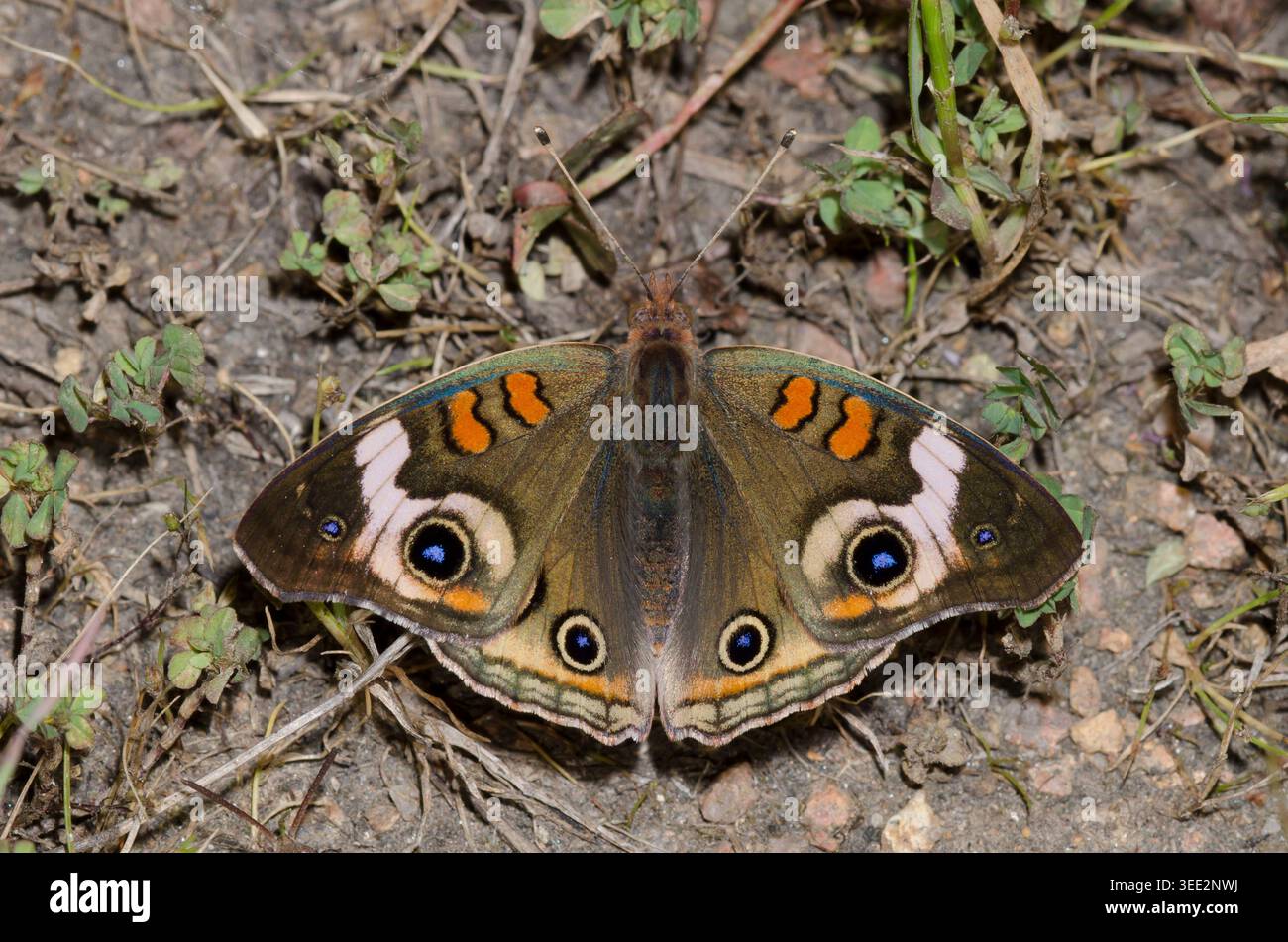 Comune di Buckeye, Junonia coenia Foto Stock