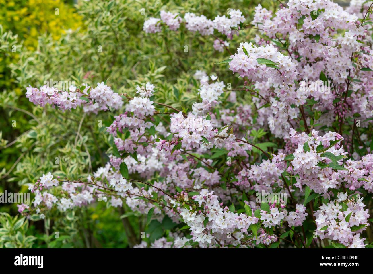 Deutzia x hybrida "Mont Rose" un arbusto robusto in piena fioritura in un giardino primaverile. Foto Stock