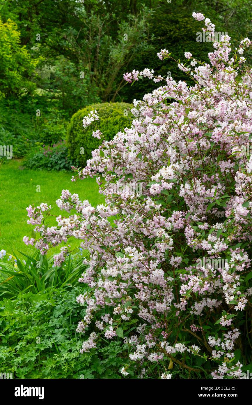 Deutzia x hybrida "Mont Rose" un arbusto robusto in piena fioritura in un giardino primaverile. Foto Stock