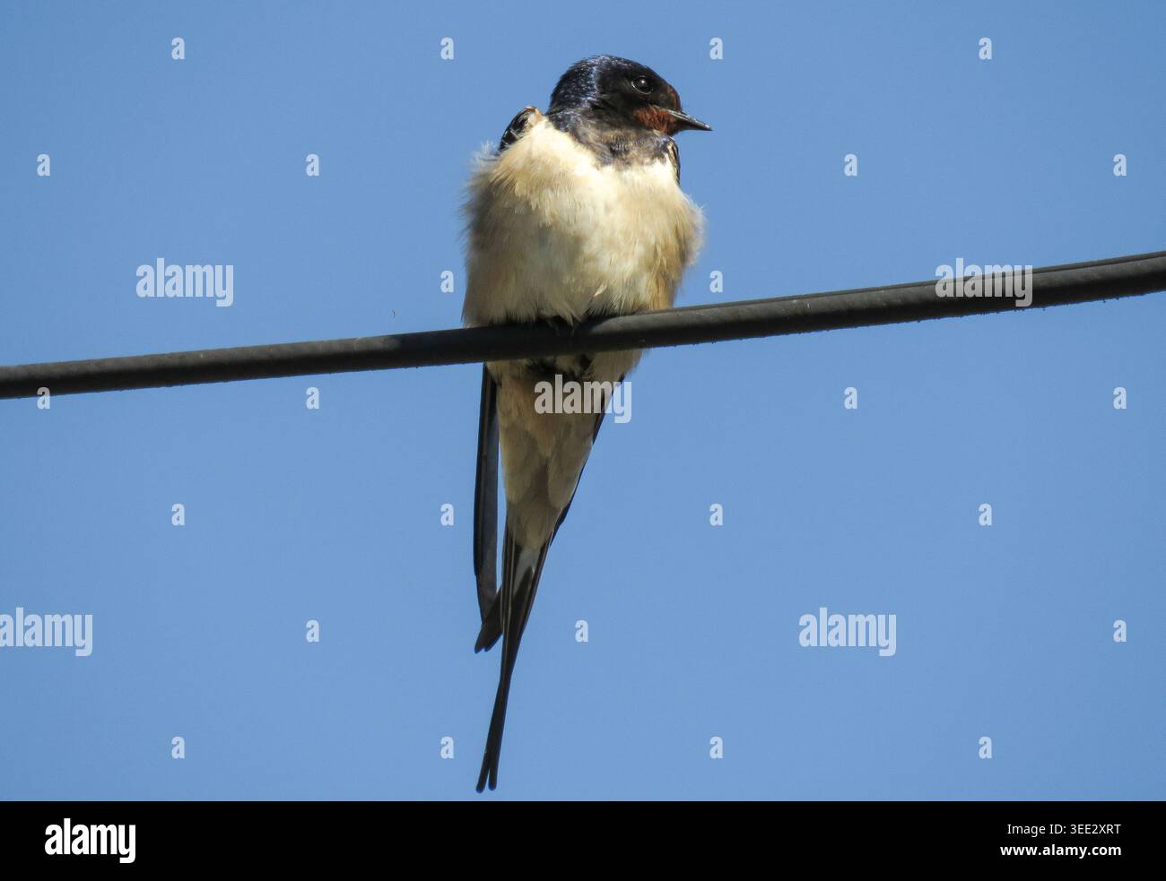 Una rondine su un filo elettrico Foto Stock