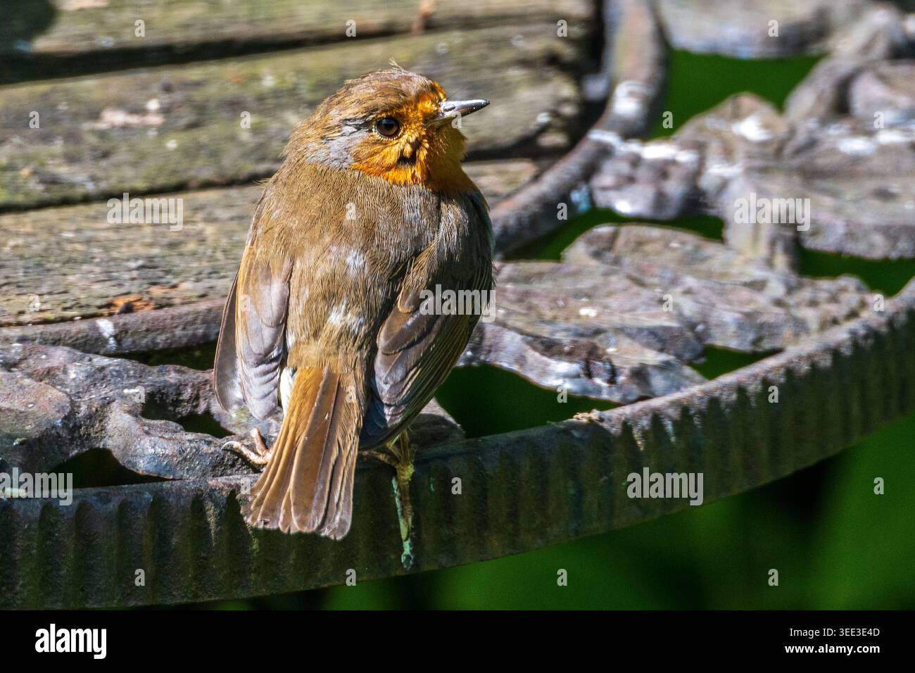 Un petto rosso Robin poggia su un tavolo da giardino decorativo, crogiolandosi alla luce dolce del sole. Le sue piume vivaci catturano l'attenzione, creando un momento sereno Foto Stock