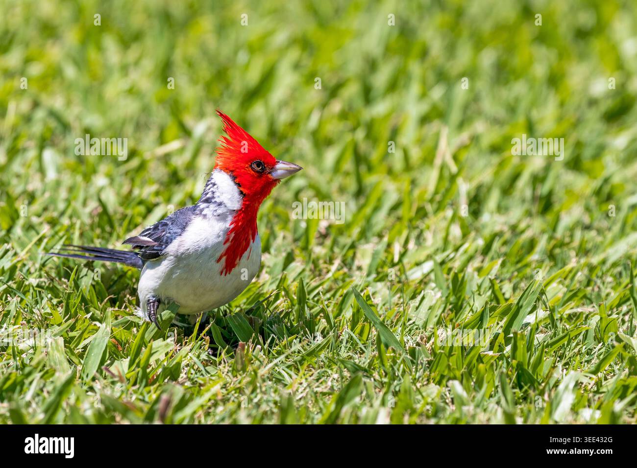Un vivace cardinale crestato rosso (Paroaria coronata) cammina in un campo erboso verde a Oahu, Hawaii. Foto Stock