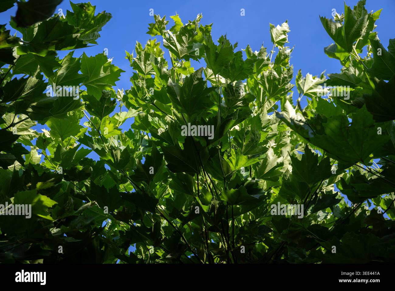 Foglie verdi di un platano (Platanus) contro un cielo blu; Grüne Blätter einer Platane vor blauem Himmel; Hojas verdes de un Plátano Foto Stock