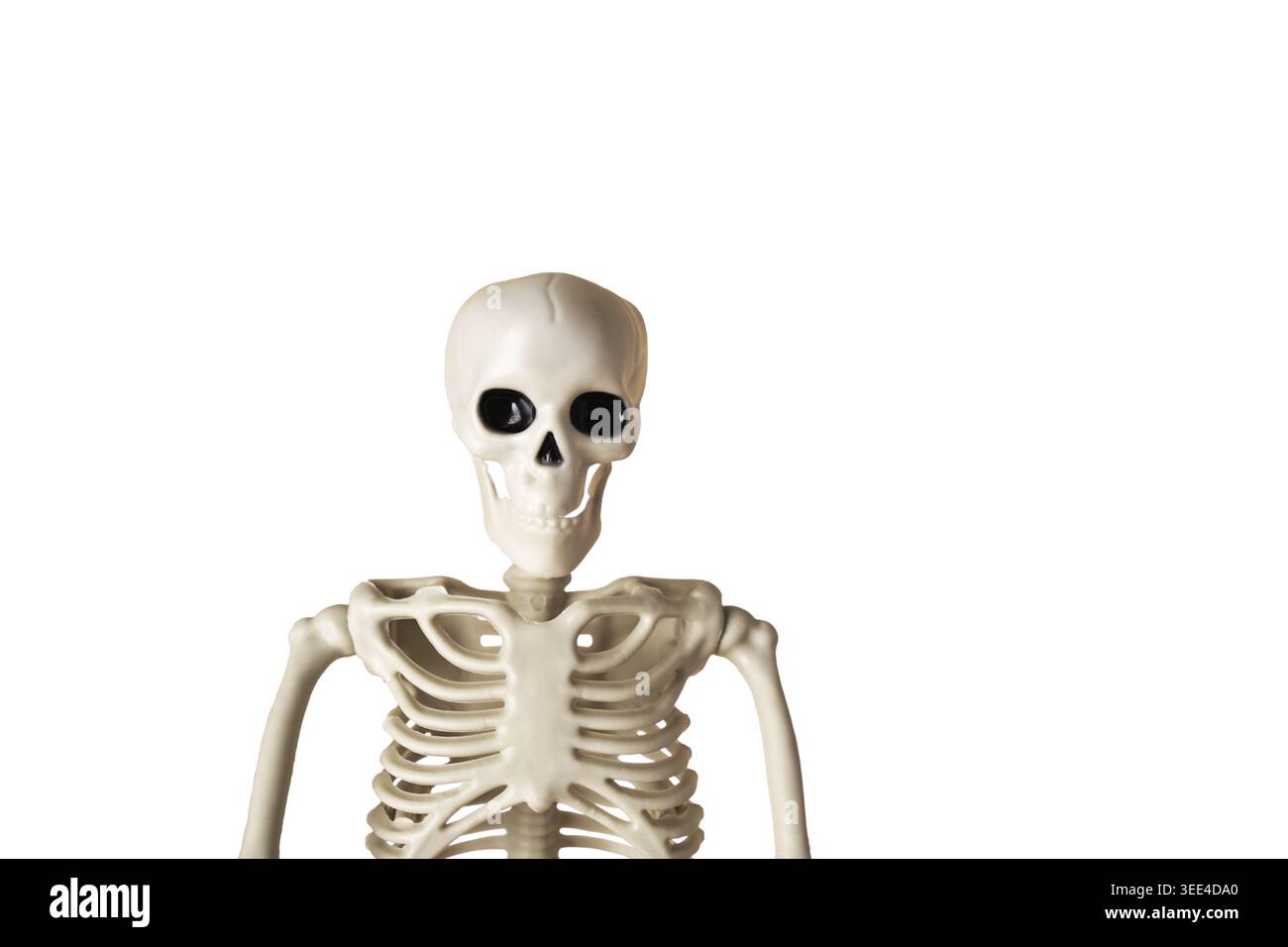 Modello realistico di scheletro umano che mostra chiaramente la struttura anatomica e la composizione ossea Foto Stock