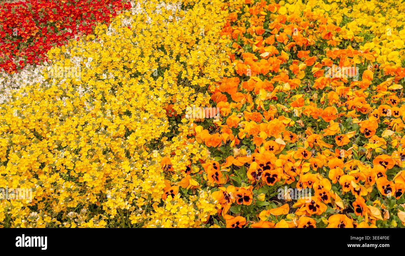 Fiori primaverili colorati che fioriscono in un letto ornamentale da giardino Foto Stock