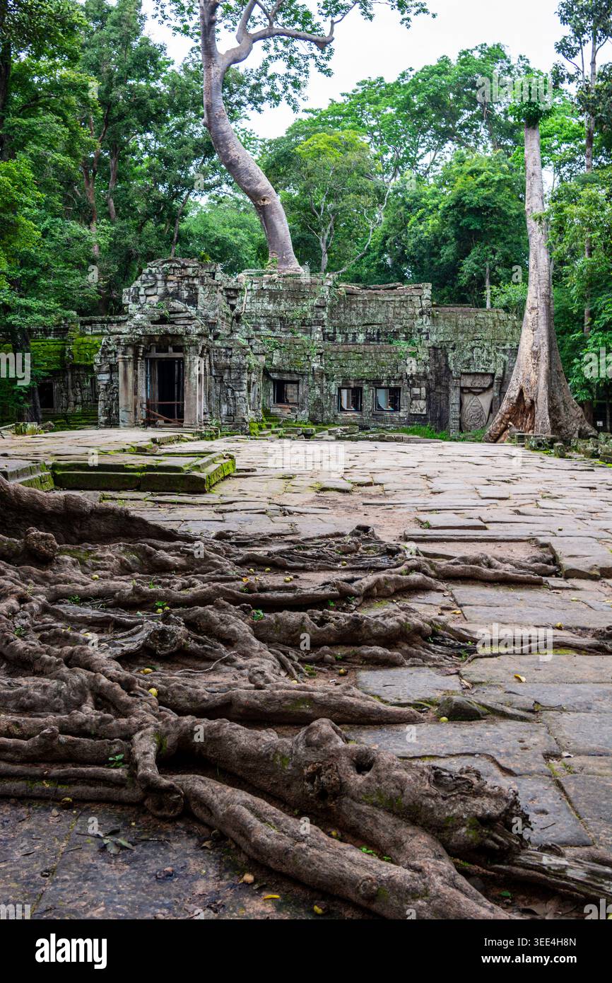 Vista verticale del tempio Ta Prohm ad Angkor, Cambogia. Enormi radici antiche strisciano attraverso il cortile in pietra, mentre le strutture Khmer ricoperte di muschio sono emer Foto Stock
