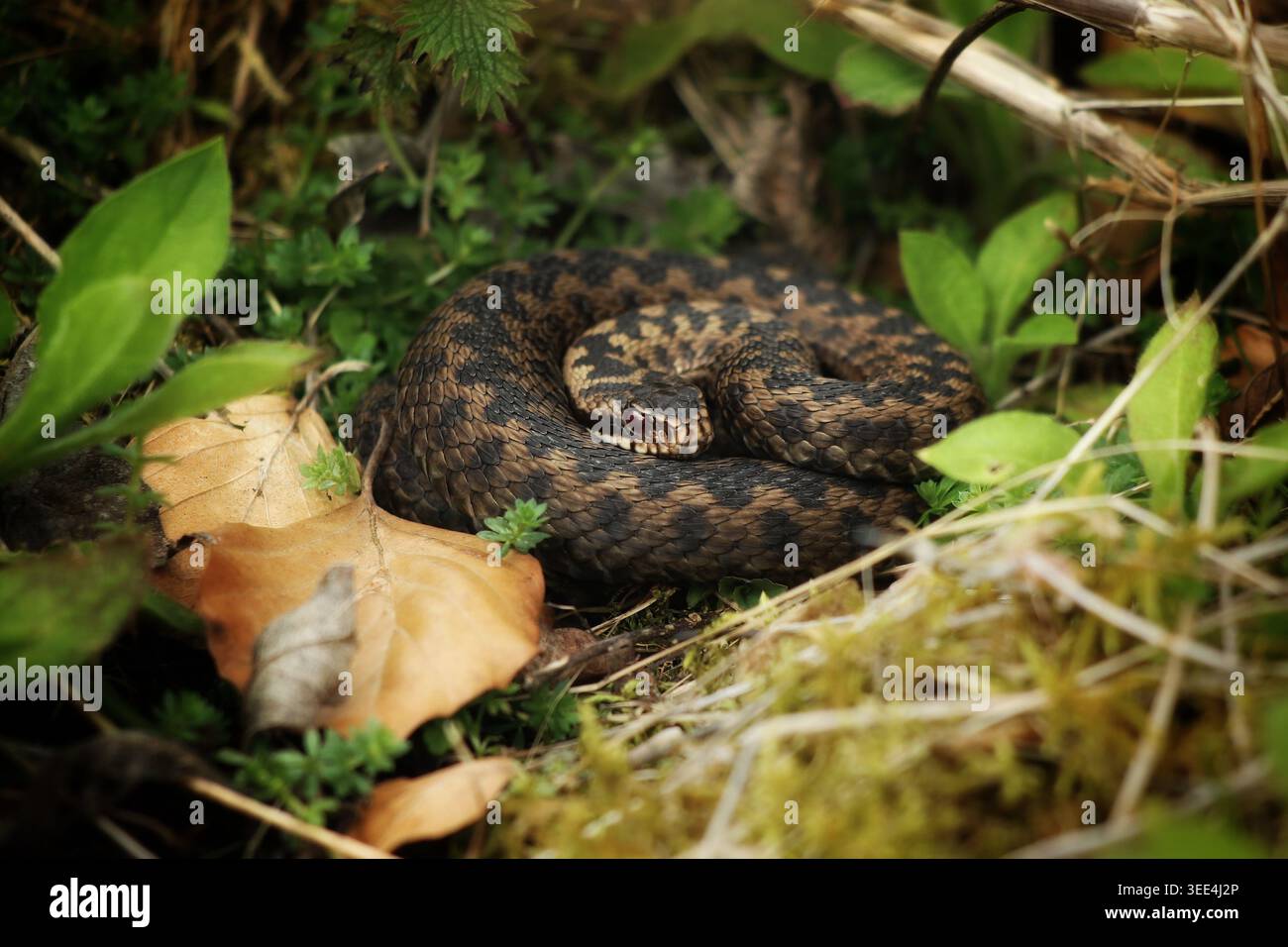 Vipera berus avvolta in muschio e foglie morte sul terreno boschivo Foto Stock