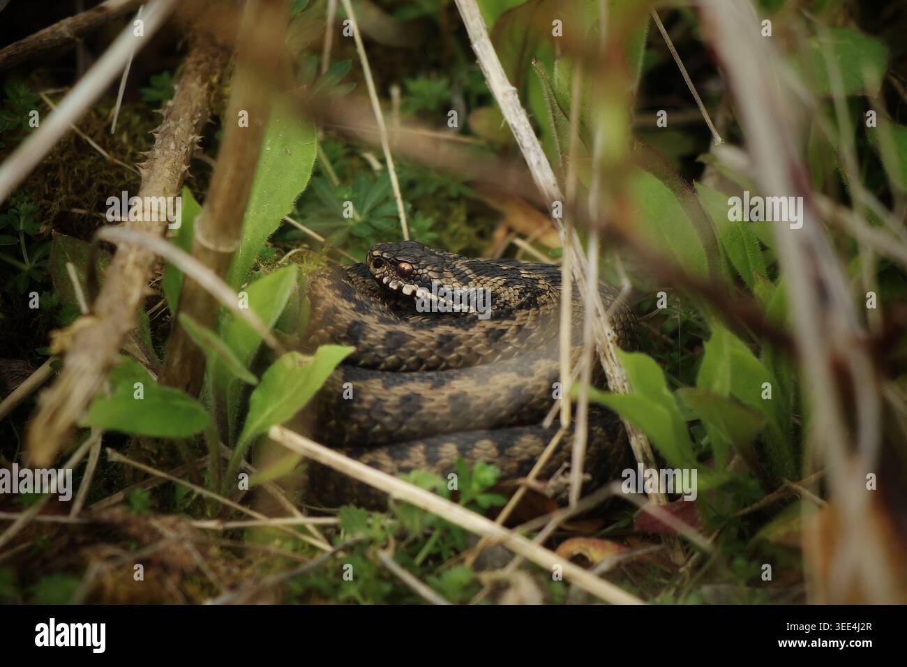 Vipera comune (Vipera berus) nascosta tra le erbe e i gambi di rovo in primavera Foto Stock