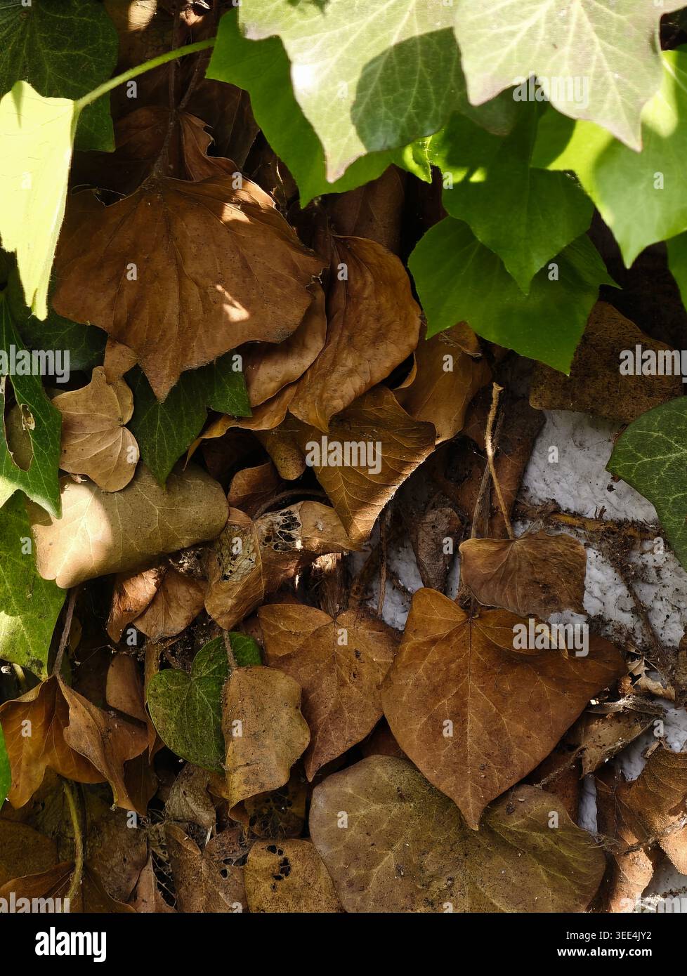 Edera verde su foglie marroni decadute che formano un contrasto stratificato contro la vernice peeling e la parete a chiocciola, foliera lucida a forma di cuore accostata a sbiancato Foto Stock