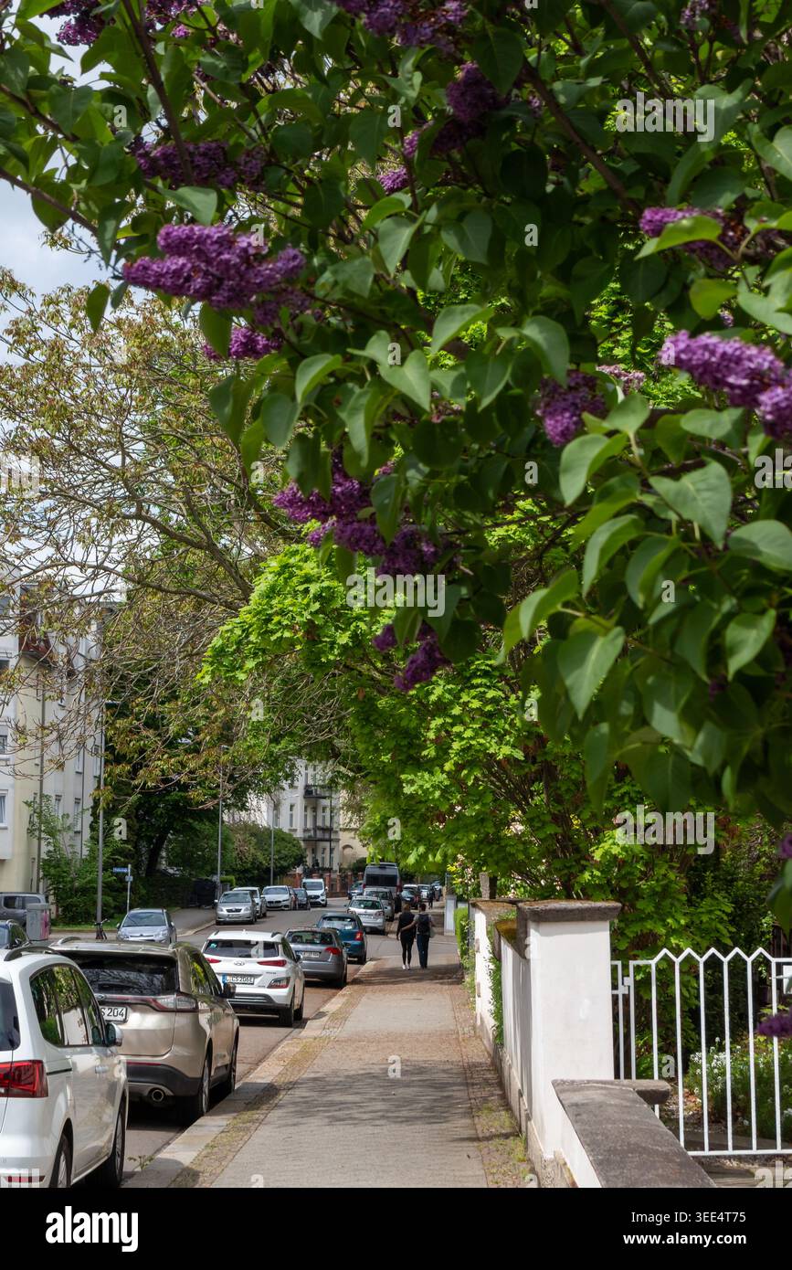 Viale urbano soleggiato con cespugli lilla viola in primo piano e auto parcheggiate lungo un marciapiede con pedoni distanti Foto Stock