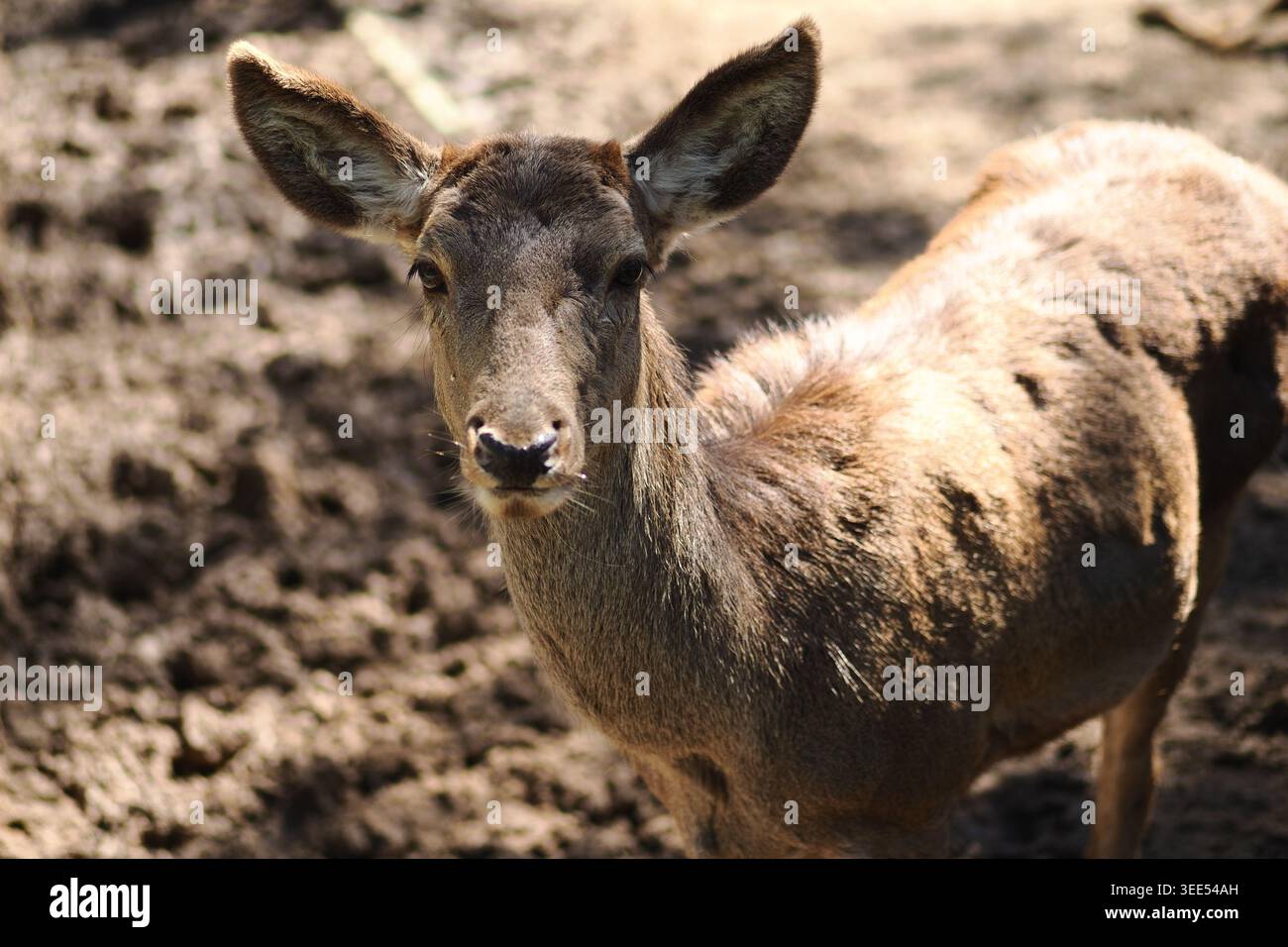 Il cervo si trova in una foresta durante una giornata di sole Foto Stock