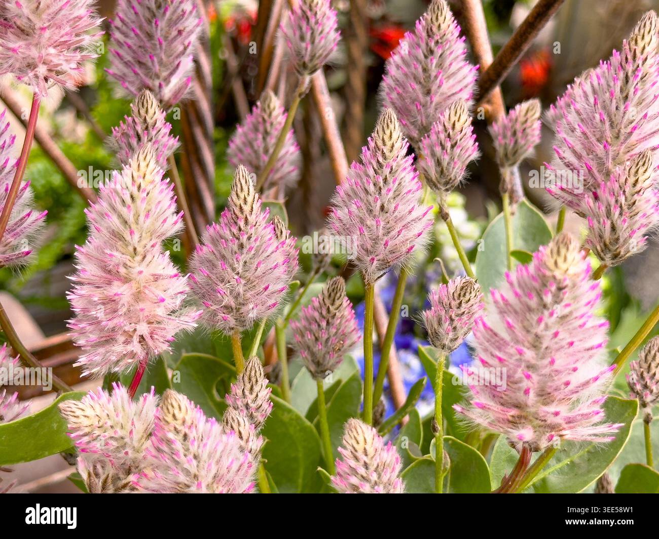 Una vista di alcune piante rosa di mulla mulla, viste al vivaio. Foto Stock