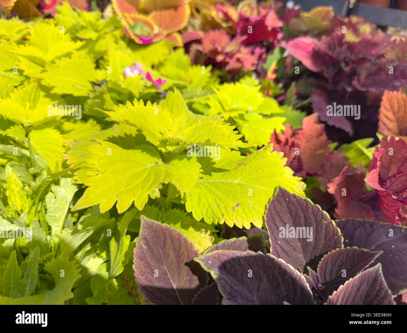 Una vista delle foglie verdi di una pianta di coleus, vista al vivaio. Foto Stock