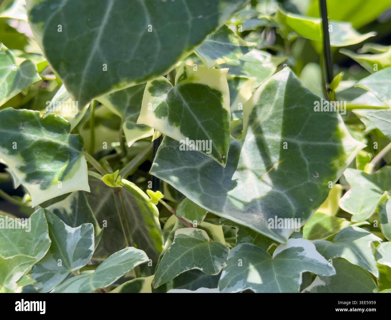 Una vista delle foglie della pianta variegata dell'edera della cera. Foto Stock