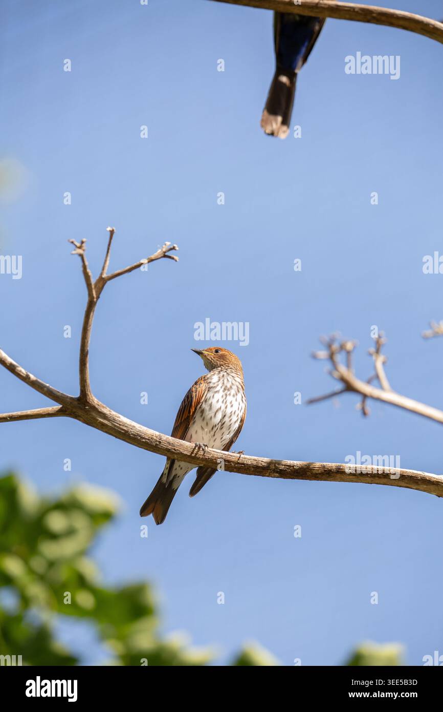 Una veduta di un giovane starling violetto, arroccato su un ramo d'albero. Foto Stock