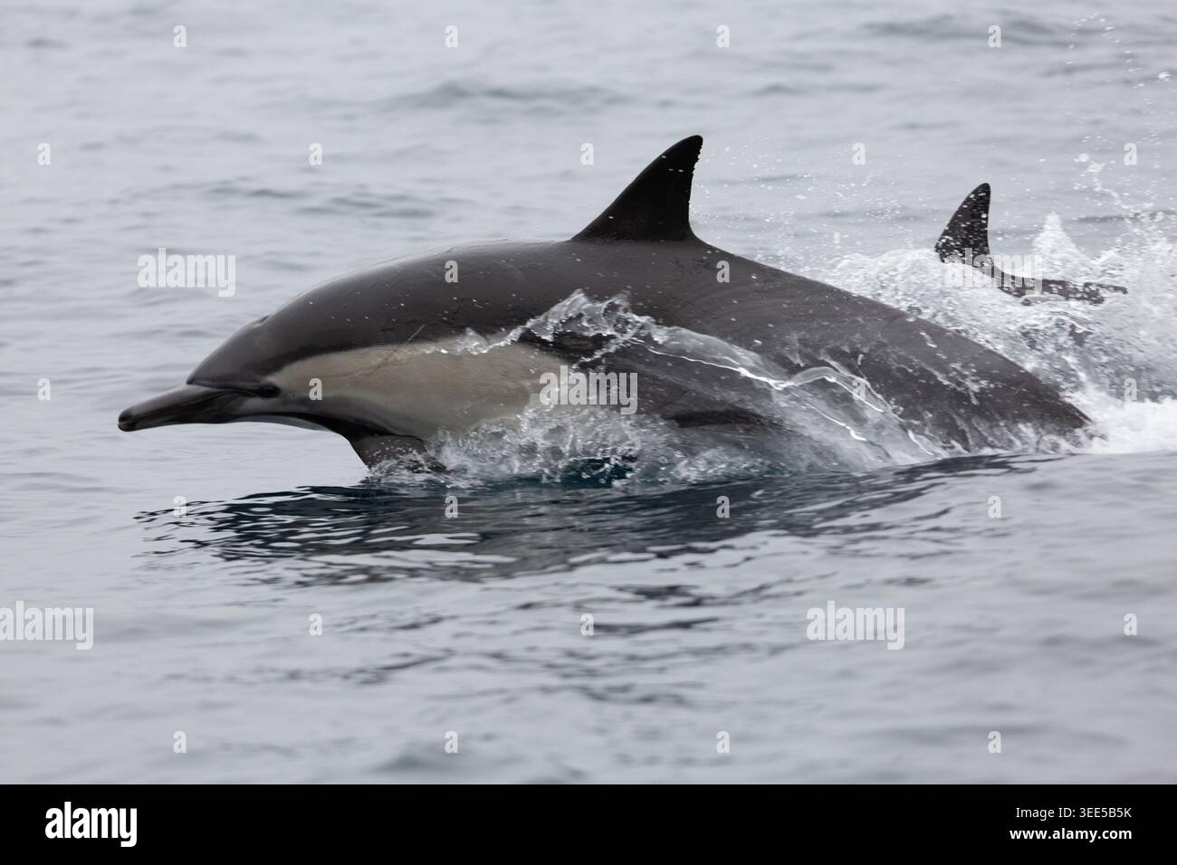 Una vista di alcuni delfini comuni che infrangono la superficie, visto nell'Oceano Pacifico. Foto Stock