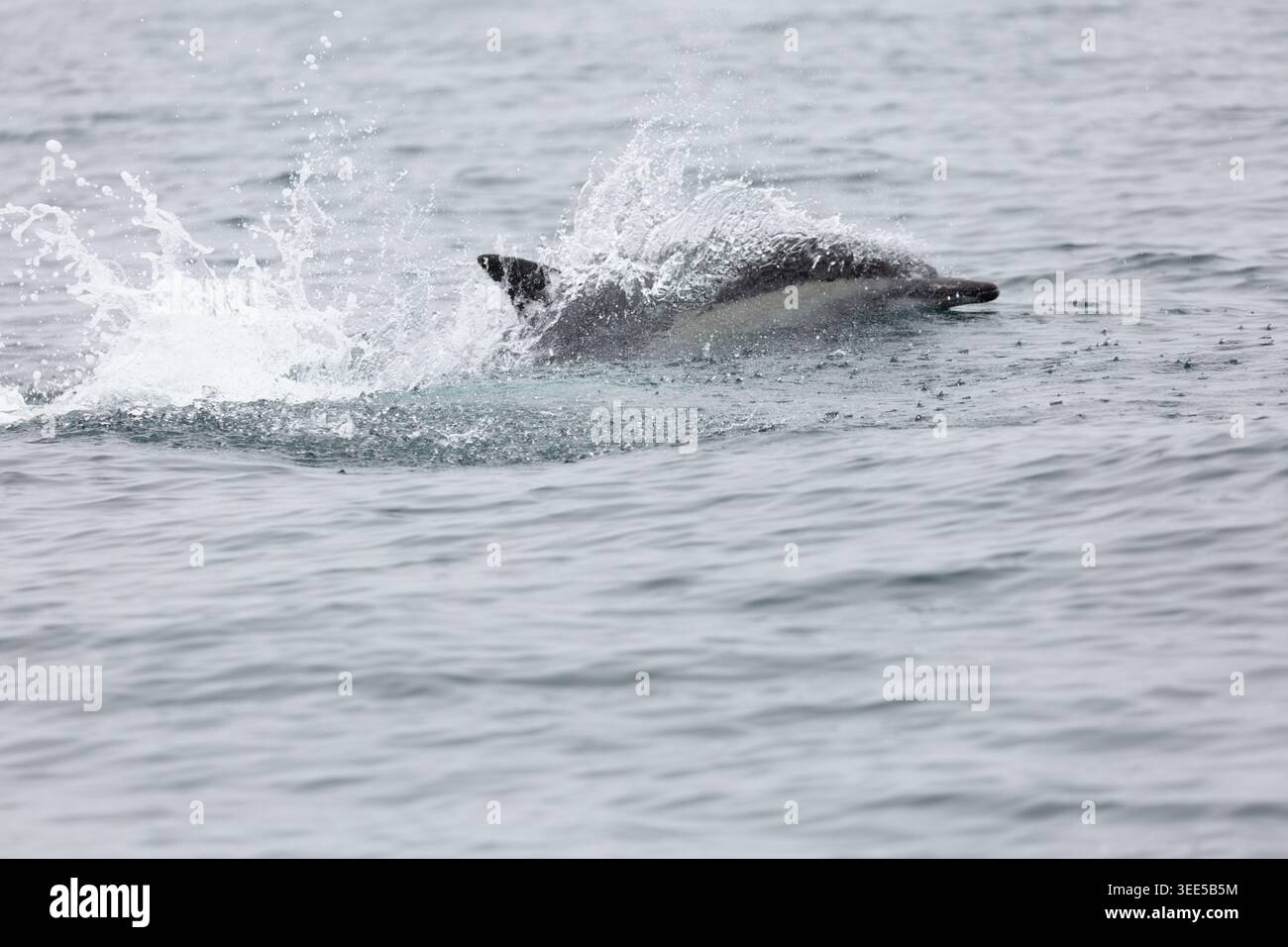 Una vista di alcuni delfini comuni che infrangono la superficie, visto nell'Oceano Pacifico. Foto Stock